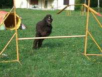 Agility