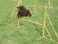 Agility