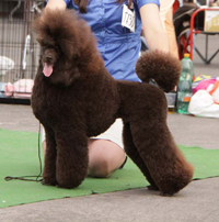 Kaspian Brown Neraka