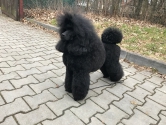 Noblesse Black Neraka