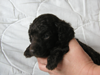 Idefix