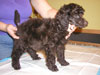 Idefix